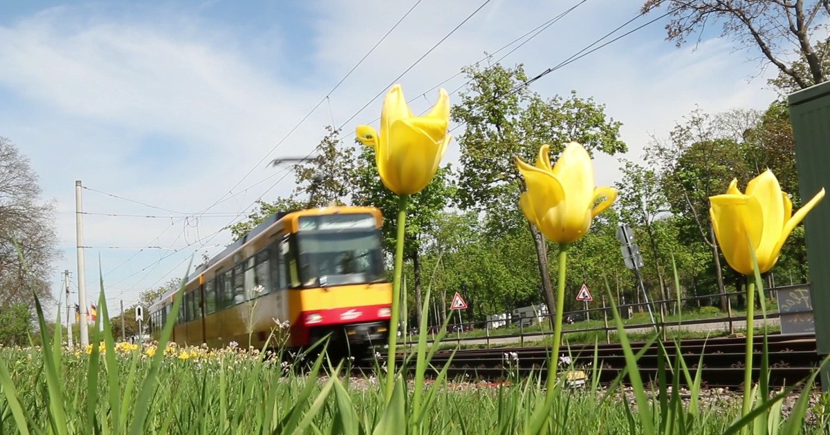 KVVAngebot für Sommerferien Baden TV