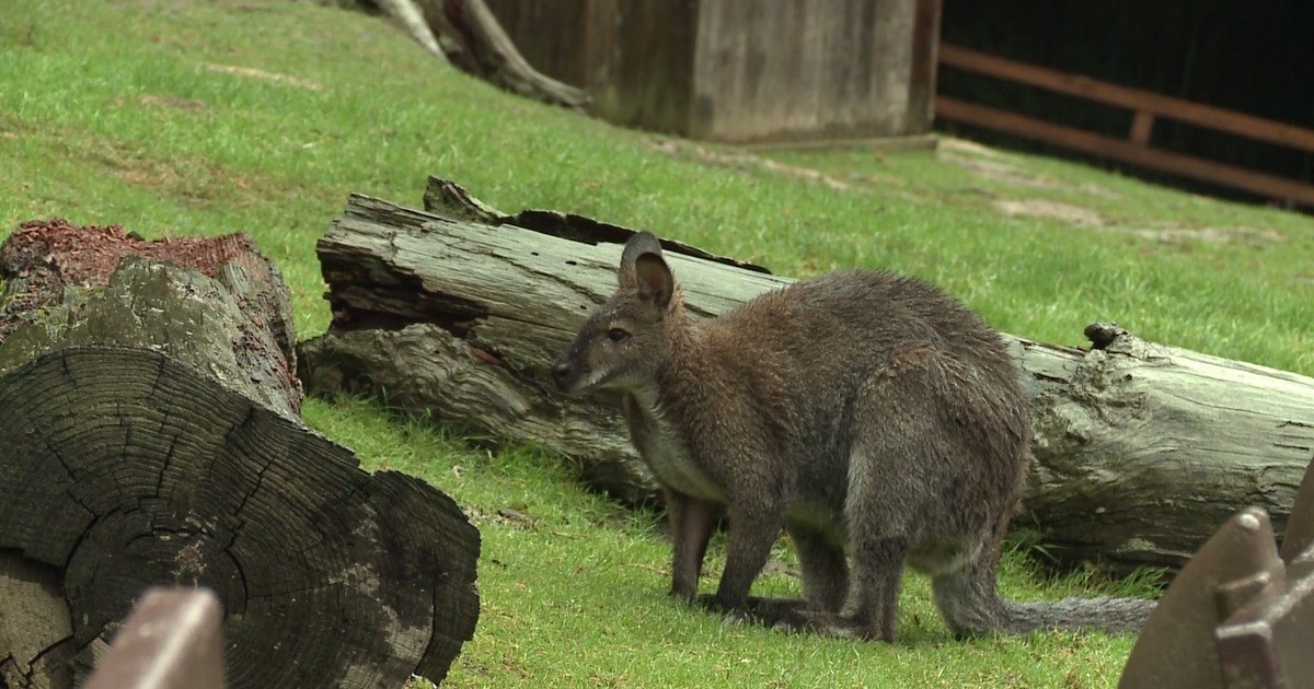 Tierpark Bretten: Jetzt fehlt nur noch ein Känguru | Baden TV